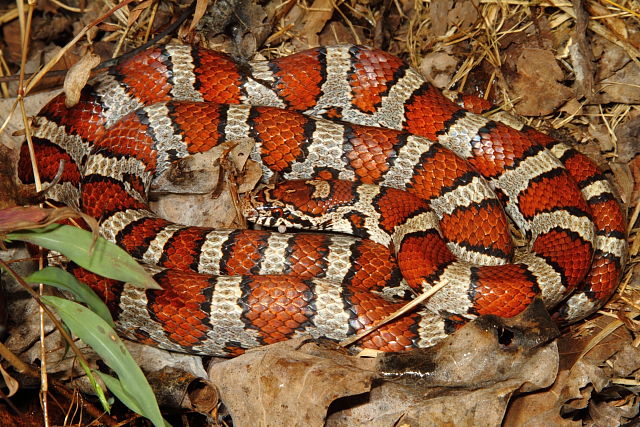 Meade County Milk Snake October 2015.