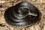 Black Kingsnake Male Casey County, KY 2015.