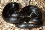 Black Kingsnake Female Casey County, KY 2015.