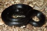 Black Kingsnake Female Casey County, KY 2015.