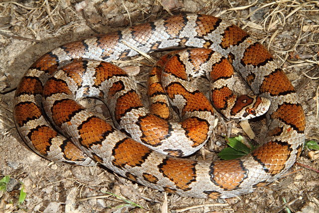 Freshly Shed Milk Snake From Casey County, KY 2015.