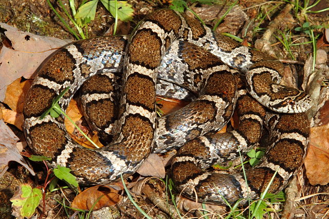 Milk Snake From Casey County, KY 2015.