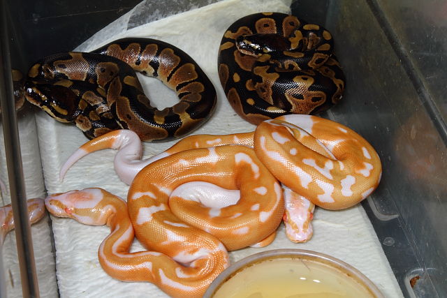 Ball Python Clutch #2215 Hatched 17 October 2015.