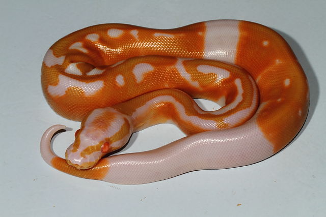 Male Super Banded Albino Pied Hatched 17 October 2015.