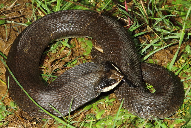 Eastern Hognose October 2015 Edmonson County, KY.