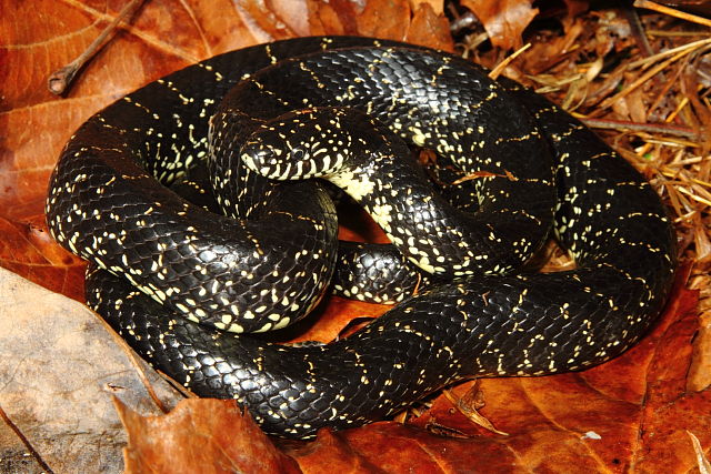 November Black Kingsnake From Bullitt County, KY 2015.