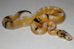 Male Super Genetic Banded Paradox Albino November 2015.