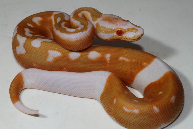 Male Super Genetic Banded Albino Pied November 2015.