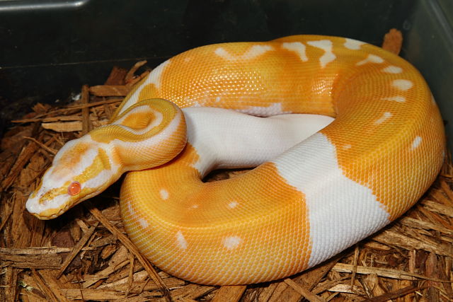 Super Banded Albino Pied December 2015.