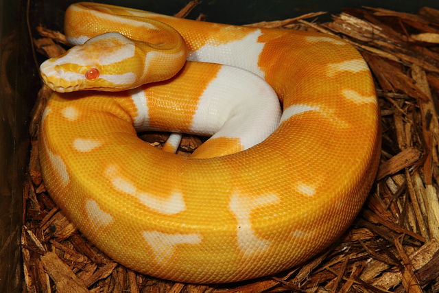 Super Banded Albino Pied December 2015.