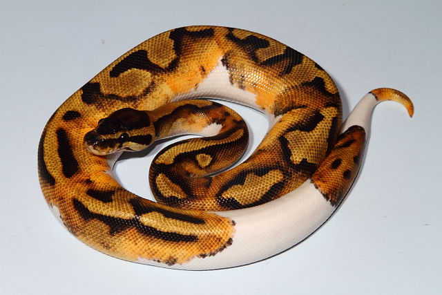 Male Pied 66% Het Lavender Albino December 2015.