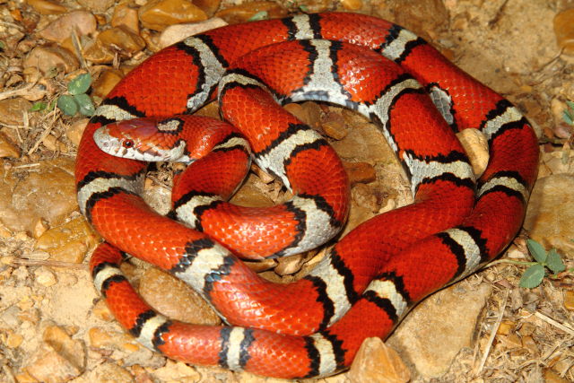 Red Milk Snake From Carlisle County, KY 2015.