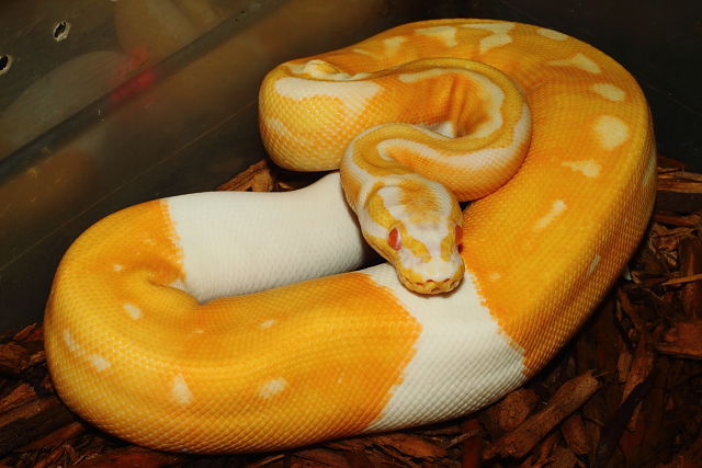 Male Super Banded Albino Pied February 2016.