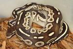 Female Cinnamon Mojave Being Raised For Future Breeding February 2016.