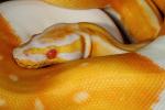 Albino Pied Super Genetic Banded Ball Python Semi-Close-Up March 2016.