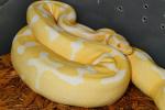 Female Super Banded Albino Future Breeder March 2016.