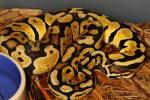 Pastel 100% Het Lavender Albino Female Future Breeder March 2016.