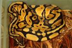 Pastel 100% Het Pied Female Future Breeder March 2016.