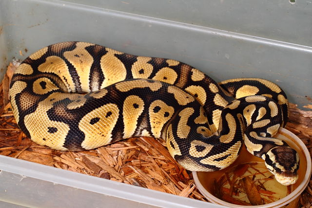 Pastel 100% Het Pied Male Future Breeder March 2016.