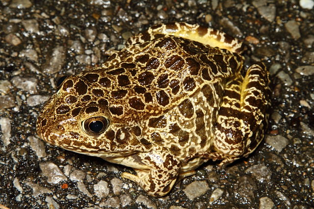 Crawfish Frog Caldwell County, KY 2016.