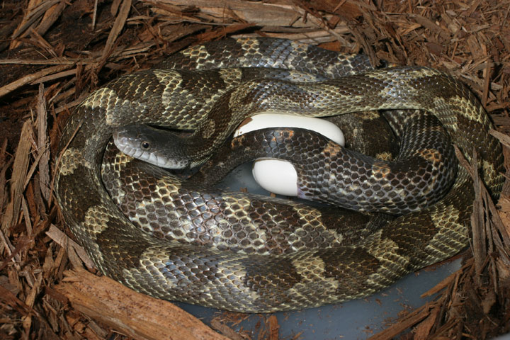 Het Calico Laying Eggs.