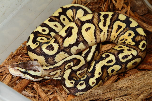 Super Pastel Fire Female March 2016.