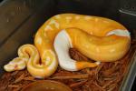 Male Super Banded Albino Pied March 2016.