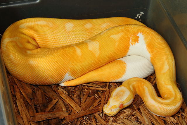 Female Super Banded Albino Pied March 2016.