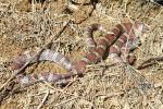 In-Situ Milk Snake Found In Kentucky's Knobs 2016.