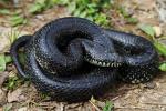 Black Kingsnake From Bullitt County, KY April 2016.