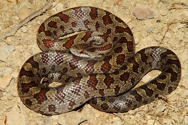 Prairie Kingsnake From Around Louisville, KY 2016.