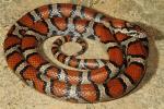 Milk Snake Intergrade From Meade County, KY 2016.