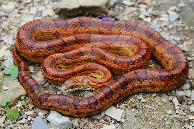 Corn Snake From Hart County March 2016.