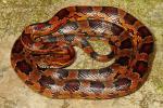 Corn Snake From Hart County March 2016.