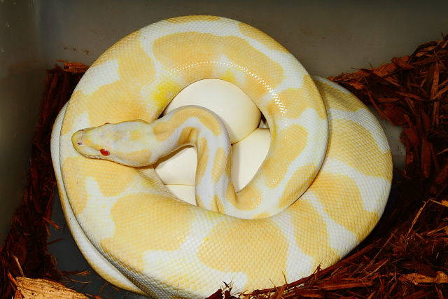 Ball Python Clutch #1603. Albino Super Banded X Super Banded 100% Het Albino Poss Het Snow. Paradox Lines. 7 Eggs laid on 15 Apr