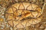 Copperhead Trigg County, KY 2016.