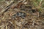 In-Situ Hognose Snake From Calloway County, KY 2016.