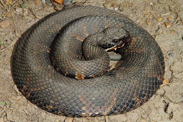 Cottonmouth From Fulton County, KY 2016.