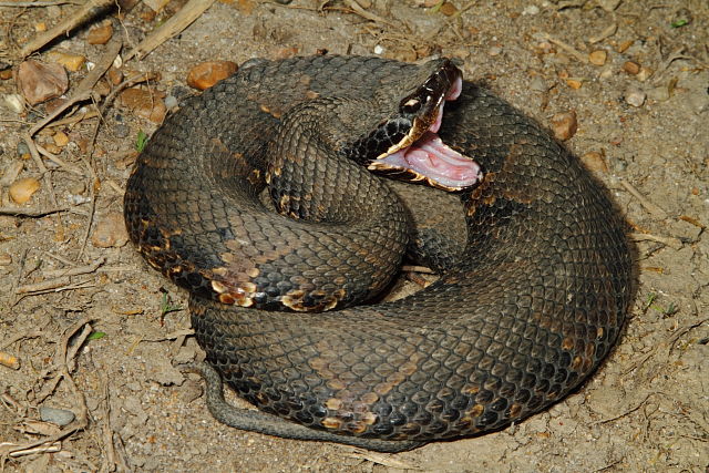 Cottonmouth From Fulton County, KY 2016.