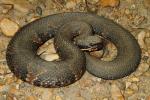 Cottonmouth From Fulton County, KY 2016.