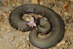 Cottonmouth From Fulton County, KY 2016.