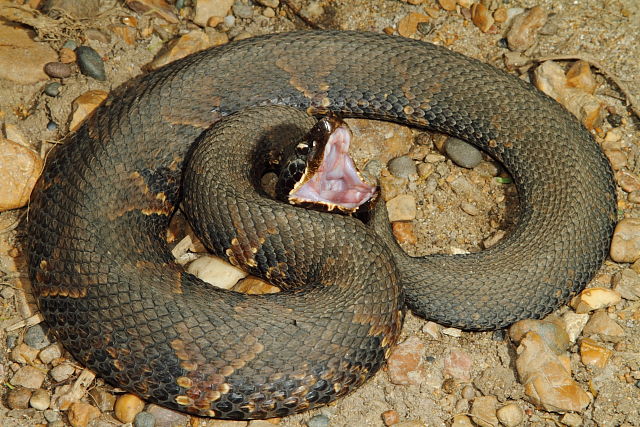 Cottonmouth From Fulton County, KY 2016.