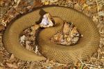 Cottonmouth From Graves County, KY 2016.