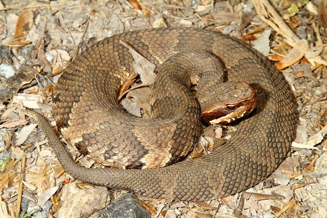 Cottonmouth From Graves County, KY 2016.