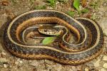 Garter Snake Found In Fulton County, KY 2016.