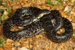 Black Kingsnake From Ballard County, KY 2016.