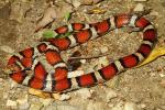 Carlisle County, KY Milksnake 2016.