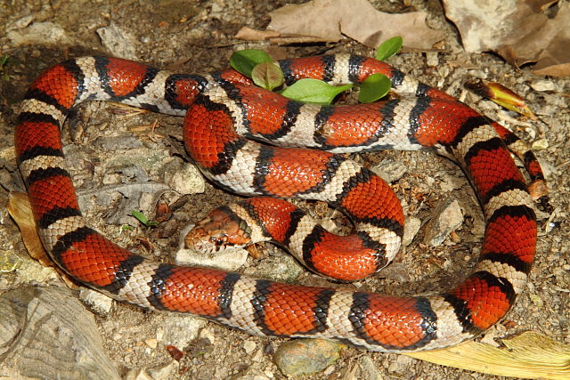 Carlisle County, KY Milksnake 2016.