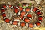 Carlisle County, KY Milksnake 2016.