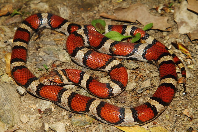 Carlisle County, KY Milksnake 2016.